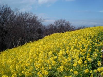 海を見渡す菜の花畑と小田原梅まつり　2009