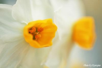 「雪中花」。。越前水仙の里公園、潮風になびく水仙の花　/日本水仙三大群生地、福井県福井市　越前海岸