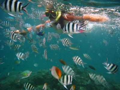 ぶら~(。・∀・)ノ フィジーその1