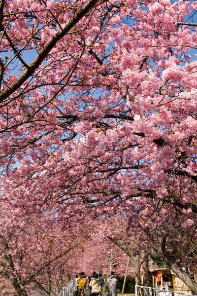 春の東伊豆~河津桜祭り2009~