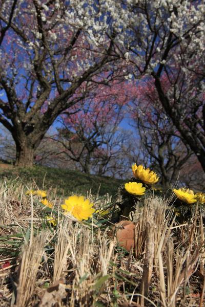 春がやってきた！？国営武蔵丘陵森林公園の福寿草と梅