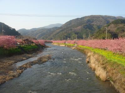 駿河湾ﾐﾆｸﾙｰｽﾞと河津桜