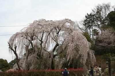 多摩散歩～桜咲く2006