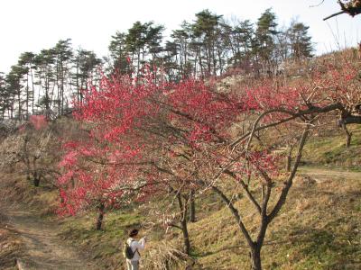 再び、宝登山の梅百花園の観梅を行う