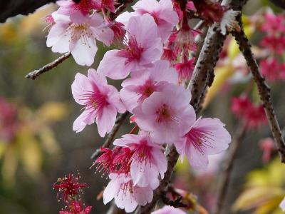 横須賀の東光寺の桜