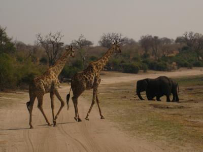 【ボツワナ】 チョベ国立公園