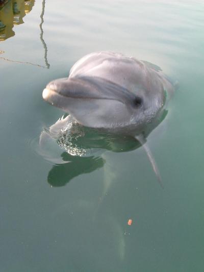 高松転勤物語　＊イルカに会いに行く＊　