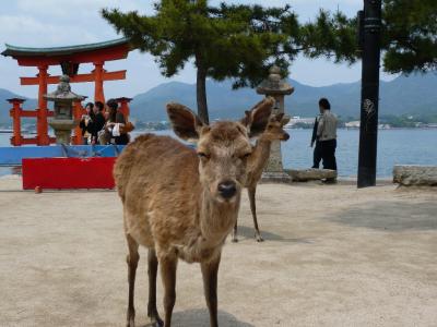 四国・瀬戸内海のたび（?宮島）