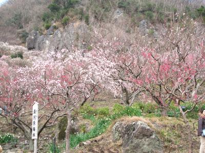 曽我丘陵の梅林と幕山公園の梅林を見てきましたー（＾＾）
