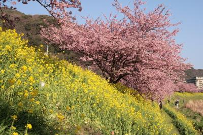 南伊豆で河津桜と菜の花鑑賞☆