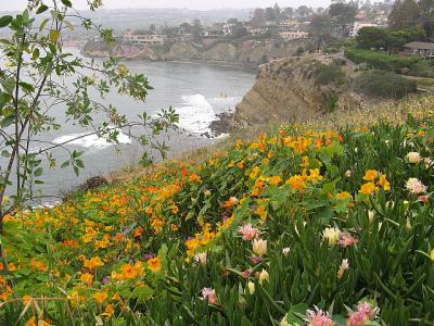 アメリカ西海岸ドライブ（２００７年GW)。。。ラ　ホヤ（La Jolla）。。。