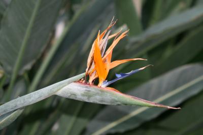 新品　 ジェリーキャット　　　　　　　楽園の鳥　極楽鳥花　15\" this-photo-shows-bird-paradise