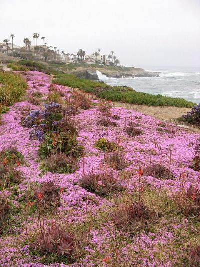 アメリカ西海岸ドライブ（２００７年GW)。。。「ラ　ホヤ」（La Jolla）の花々。。。