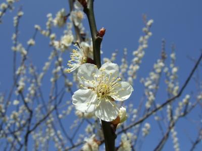 ちょっと若狭へ～　