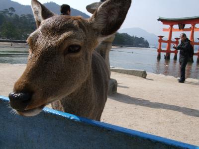 宮島日帰り。