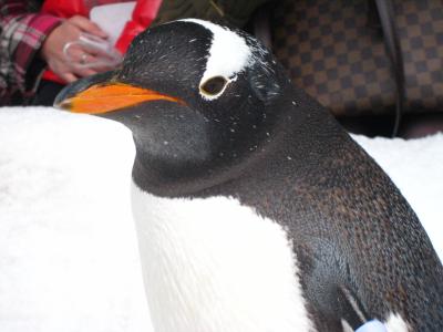 冬の遠足・小樽(水族館編）