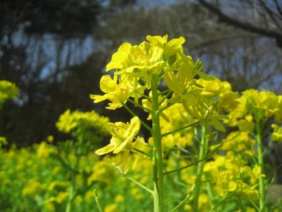 早春フェスタの森林公園（3）さまざまな早春の花