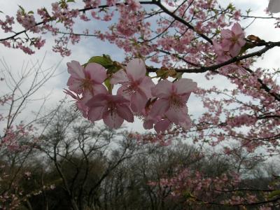 早春の大磯・湘南平を歩く・・・?湘南平は春の息吹