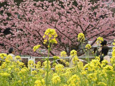 今年も来ました河津桜！花も団子もいいとこどり