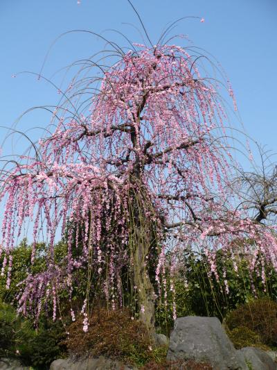 ツールド神社仏閣　小田原　曽我別所