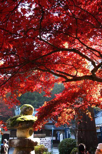 大雄山最乗寺（道了尊）の紅葉