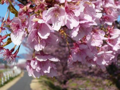 焼津市の河津桜