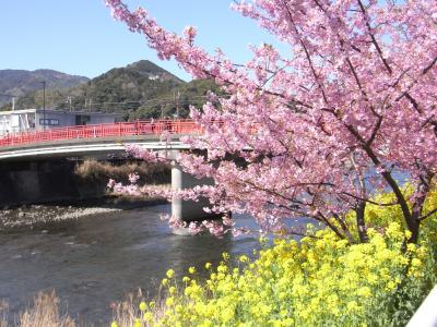 河津桜と温泉とカピバラを堪能する旅