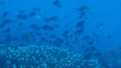 ★ ENJOY BALI ダイビング 母・娘★ 3日目