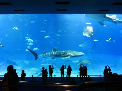 初！オキナワ♪ハネムーン　２日目　沖縄美ら海水族館