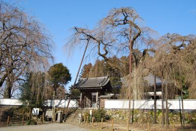 久しぶりに枝垂桜の清雲寺と若御子神社を訪問する