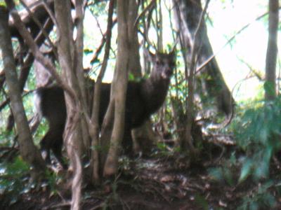 2009年１月　屋久島②