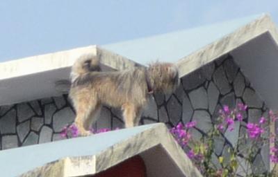 ポカラ下町コンナとこ