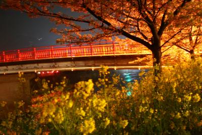 河津の旅?河津桜＠花びら散っても夜桜は満開気分★