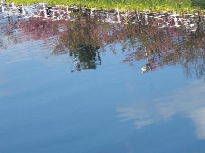 09河津桜・河津七滝