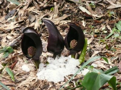 湖西の旅　その１　今津のザゼンソウ　