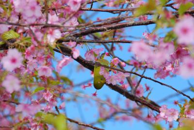 ワイフと行った河津のサクラ