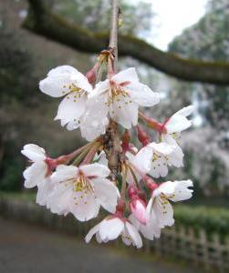 京都：早咲きの桜を探して　渉成園～京都御所そして祇園白川へ…