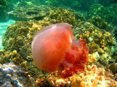 ★極楽タイ（THAI）・ピピ島（PHI　PHI）の旅・魚編