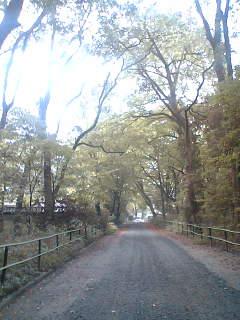 京都 平安神宮~糺の森~下鴨神社~詩仙堂(編集中)