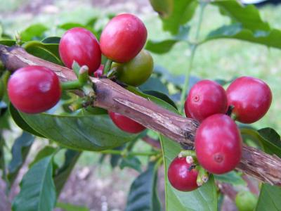 年末年始ハワイ島旅行(2003−2004)