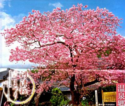 河津桜