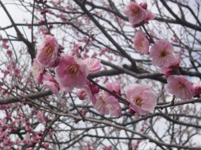 偕楽園　梅