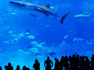 初の沖縄へ…「美ら海(ちゅらうみ)水族館」へ。 okinawa in japan