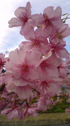 河津桜