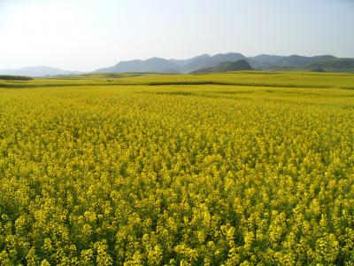 雲南省 羅平の菜の花