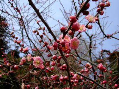 偕楽園　～梅まつり～