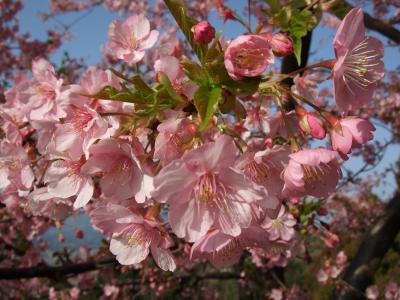 松田町の河津桜