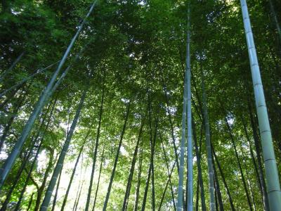 早春の京都