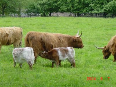 スコットランド 母娘旅