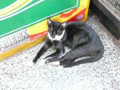 猫探し【パラグアイ編】